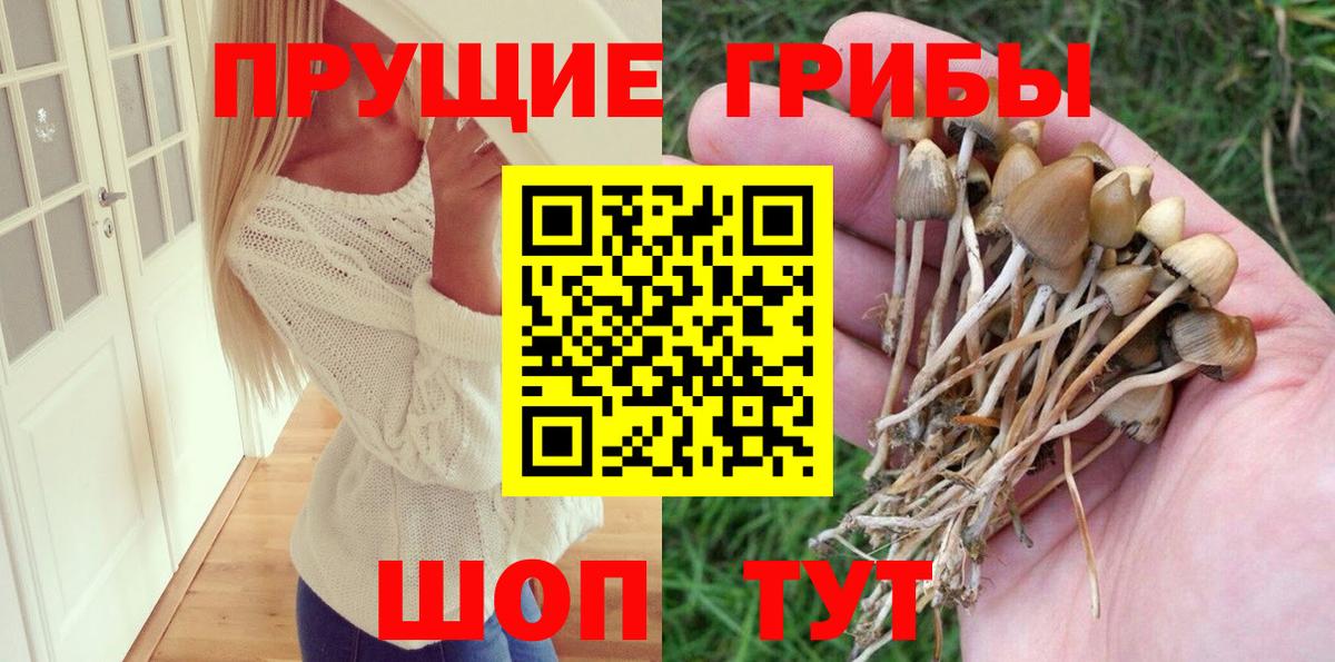 Галлюциногенные грибы Cubensis Буйнакск